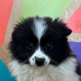 Pomeranian