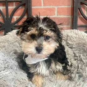 Morkie