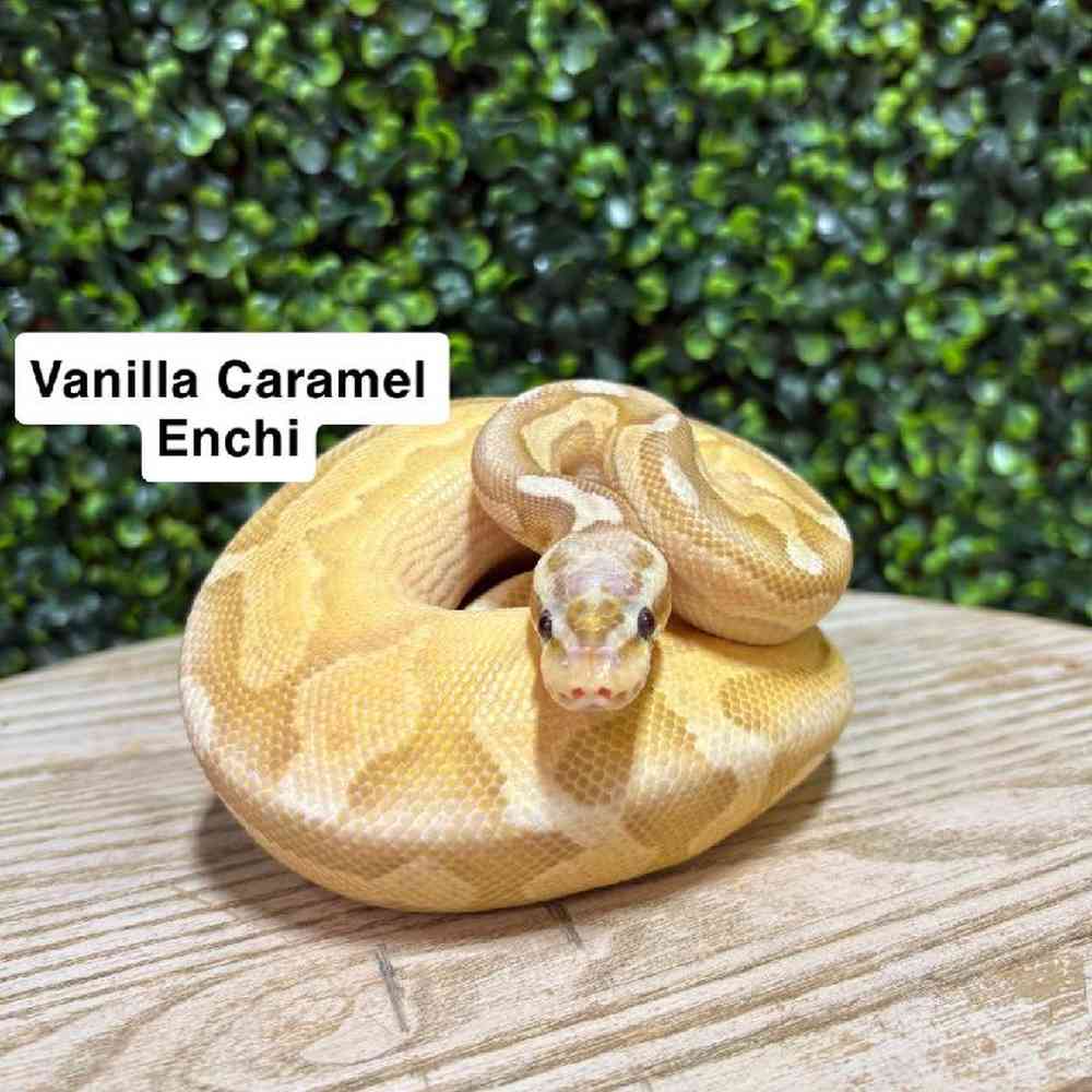 Male Ball Python Reptile for Sale in Joplin, MO