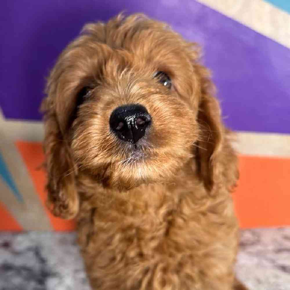 Female Mini Goldendoodle Puppy for Sale in Rogers, AR