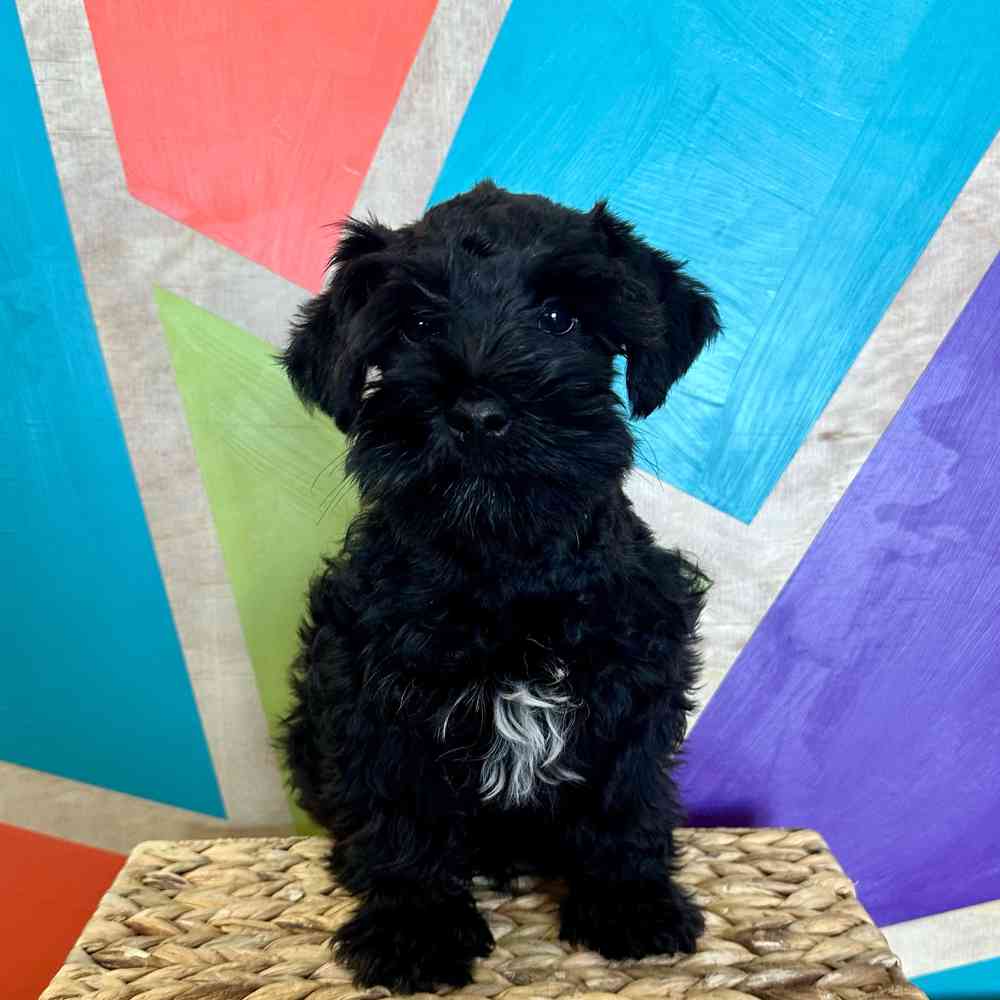 Image of a pet breed in the gallery