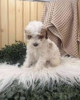 Mini Poodle