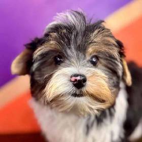 Biewer Terrier