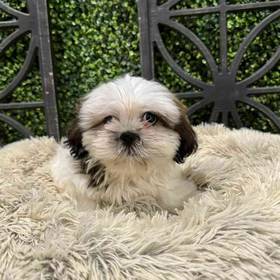 Shih Tzu