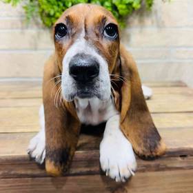 Basset Hound