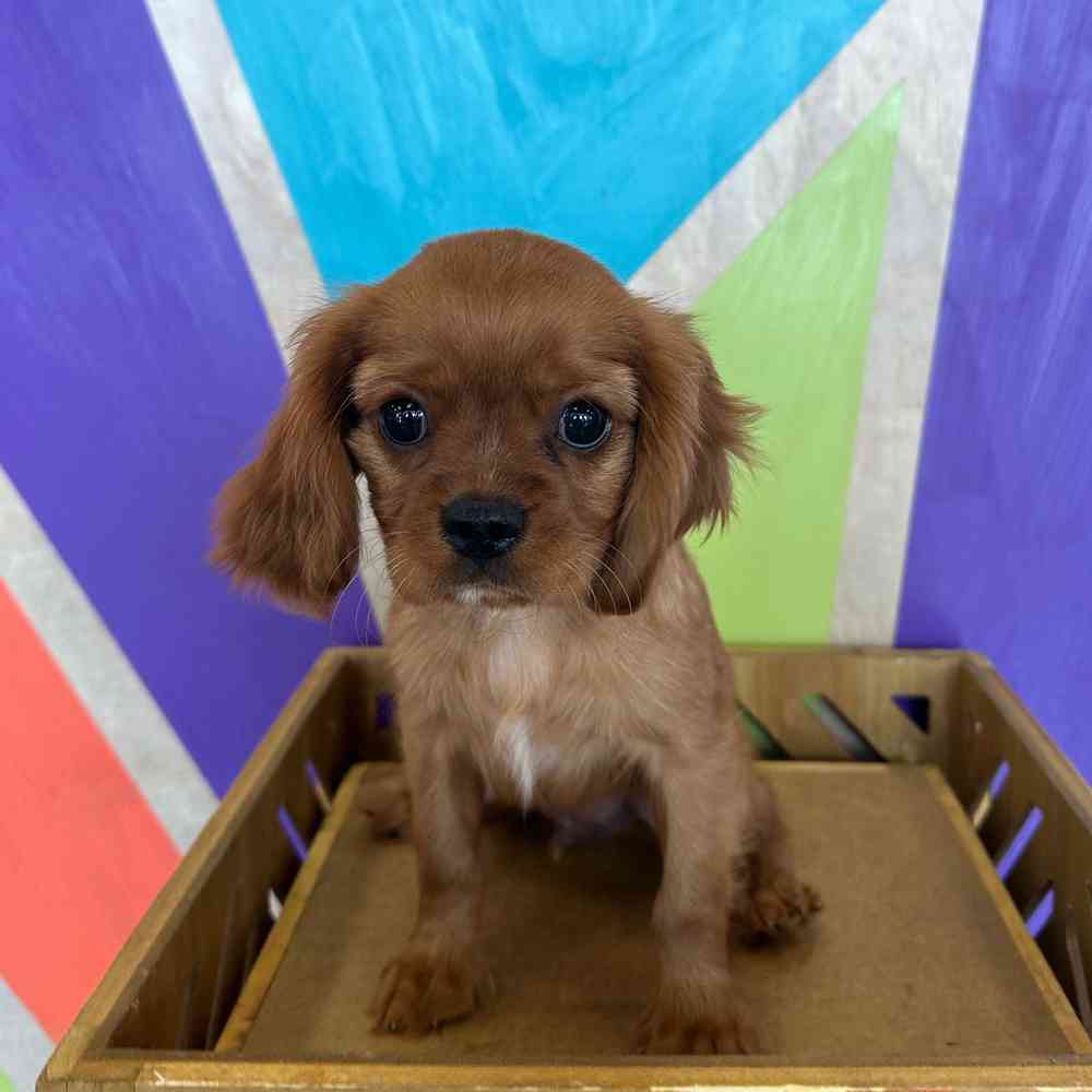 carousel pet images