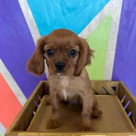 Cavalier King Charles Spaniel