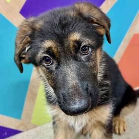 German Shepherd