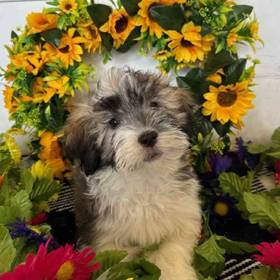 Havanese