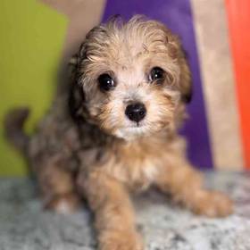 Poochi