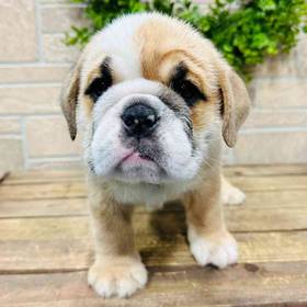 English Bulldog