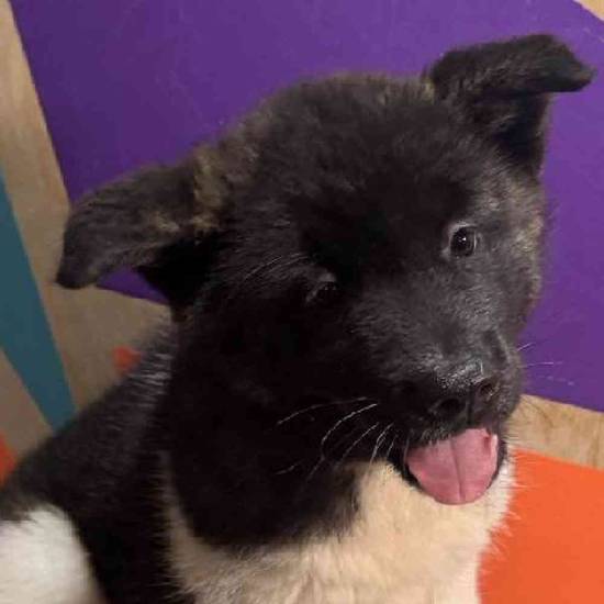Indi