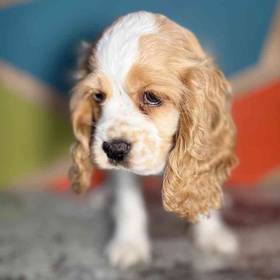 Cocker Spaniel