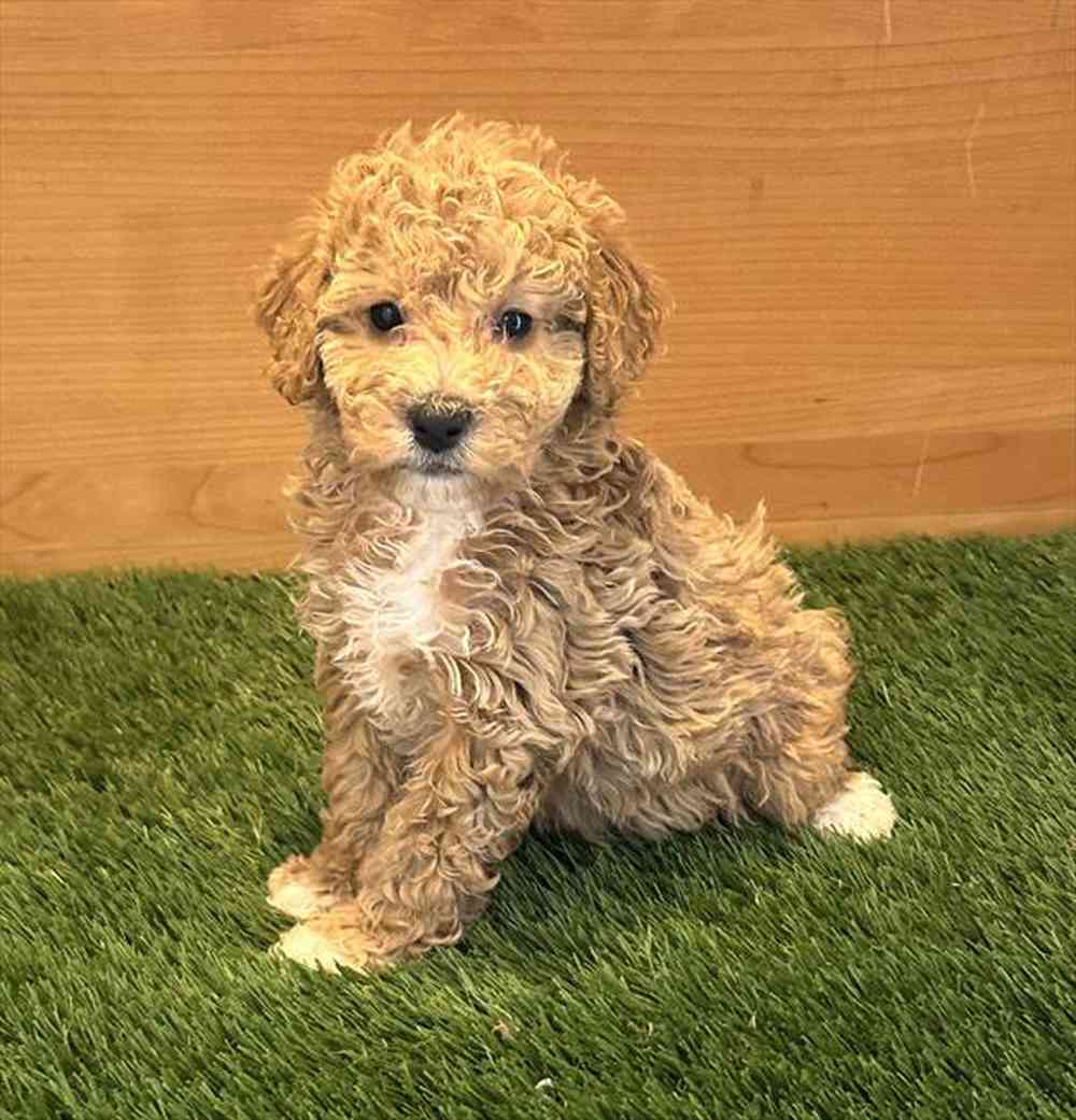 Image of a pet breed in the gallery