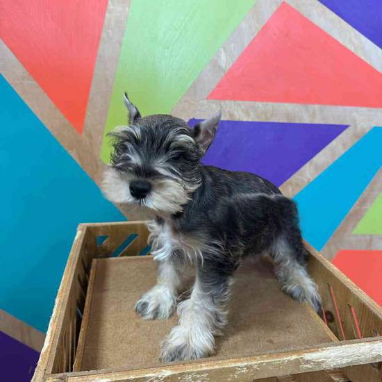Mini Schnauzer