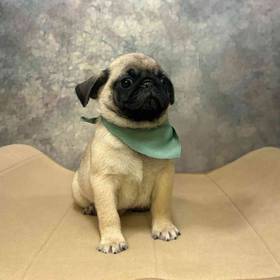 Pug