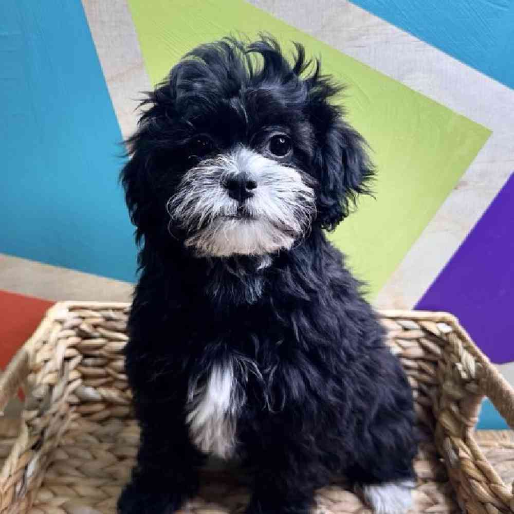 carousel pet images