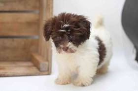 Havanese