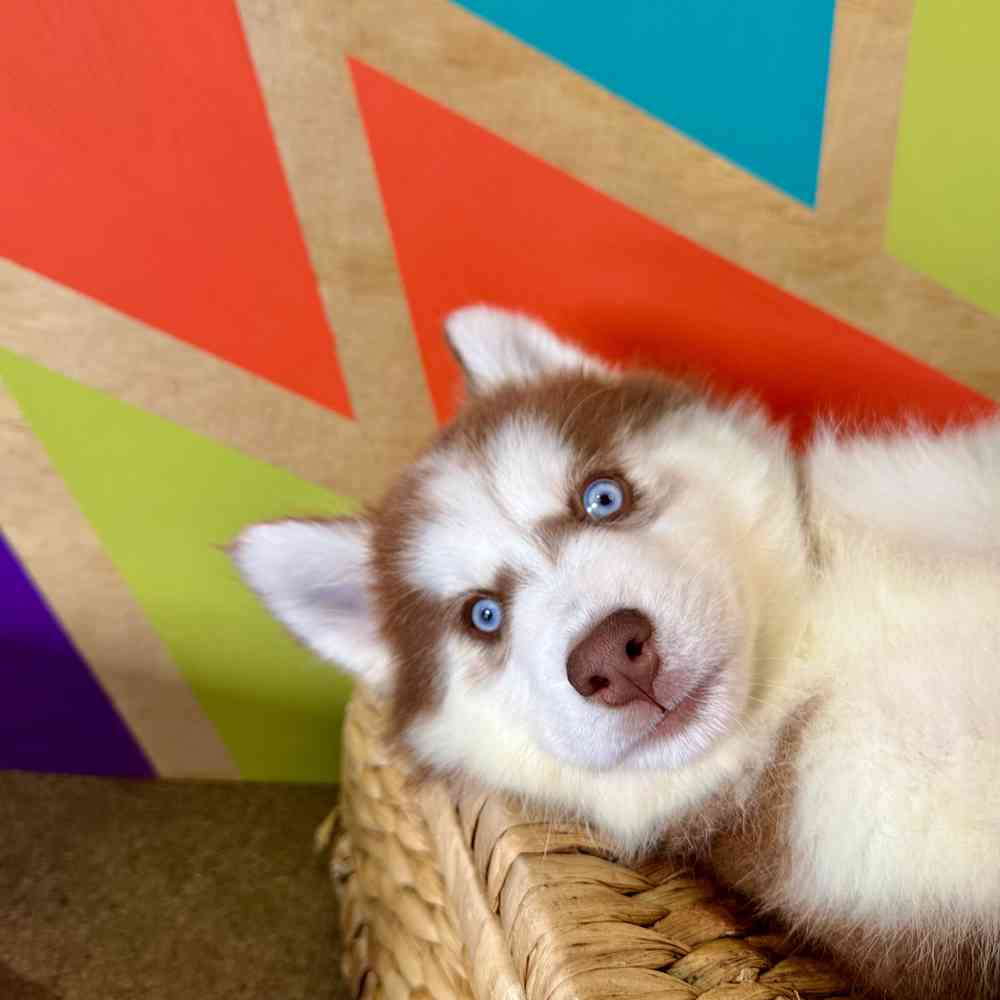 Image of a pet breed in the gallery