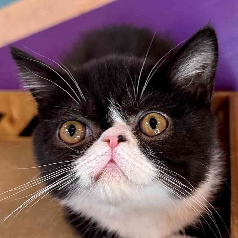 Image of a pet breed in the gallery