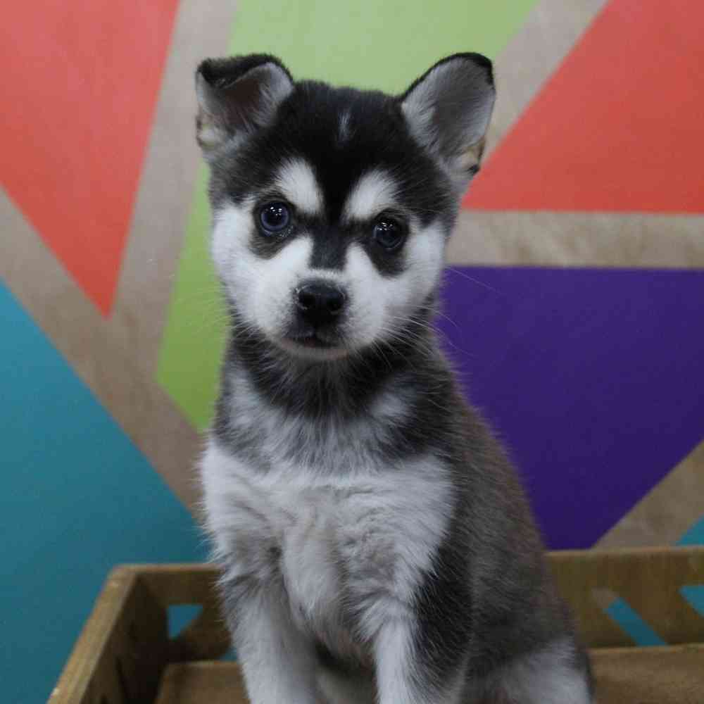 carousel pet images