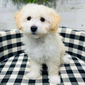 BichonPoo