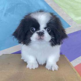 Pekingese