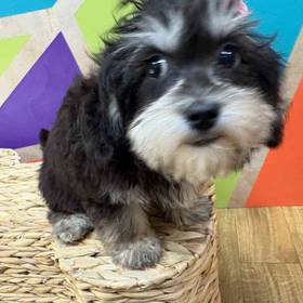 BichonPoo
