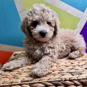 Poodle Toy