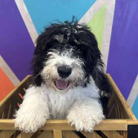 Mini Bernedoodle