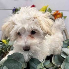 Maltipoo