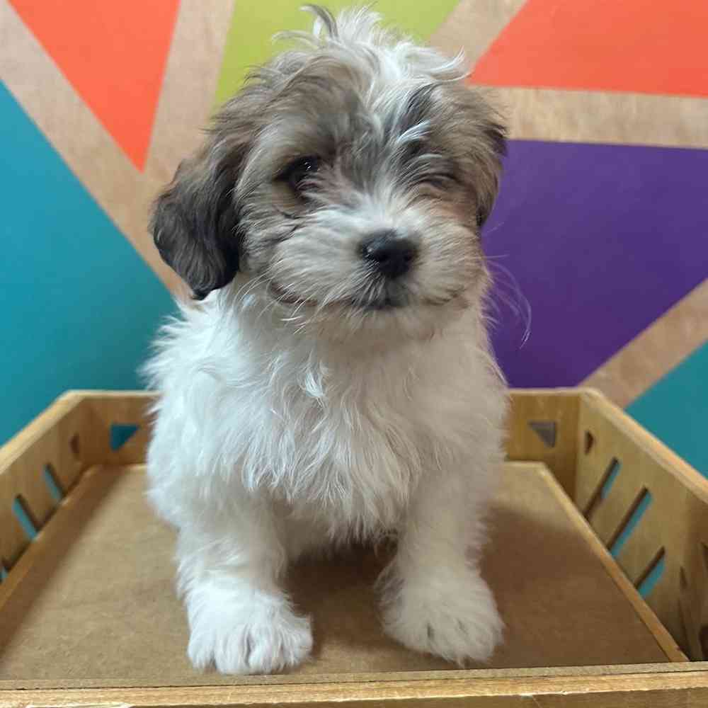 Image of a pet breed in the gallery