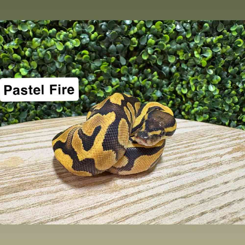 Female Ball Python Reptile for Sale in Joplin, MO