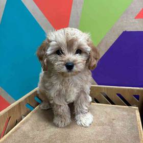 Cavapoo