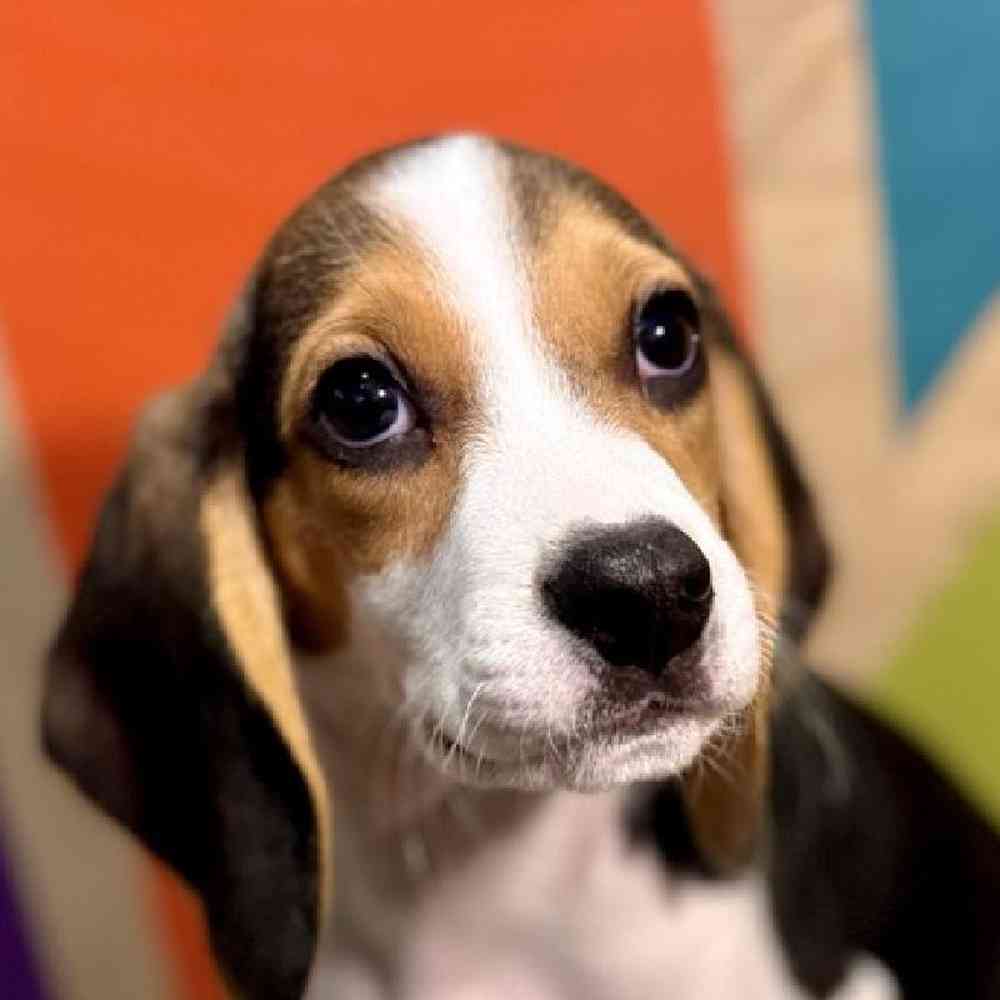 Male Beagle Puppy for Sale in Rogers, AR
