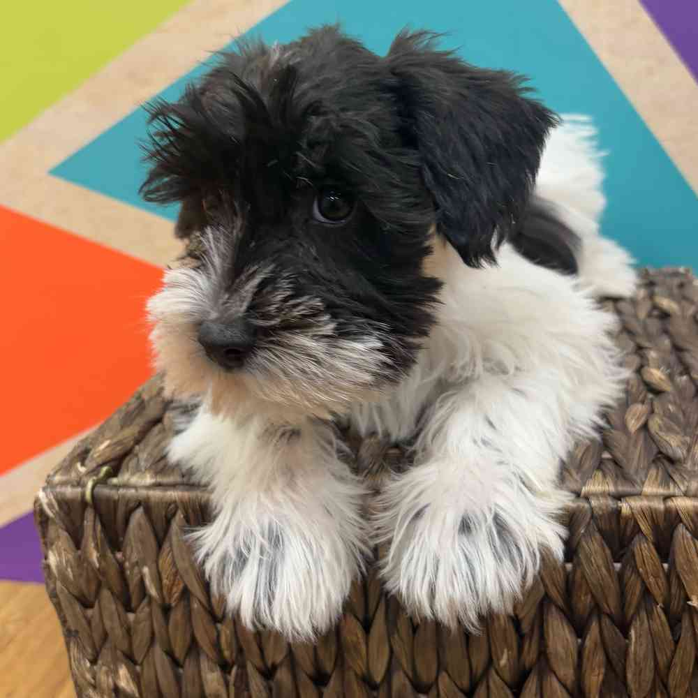 carousel pet images