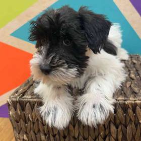 Mini Schnauzer