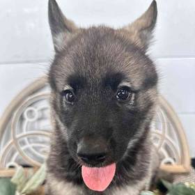 Norwegian Elkhound