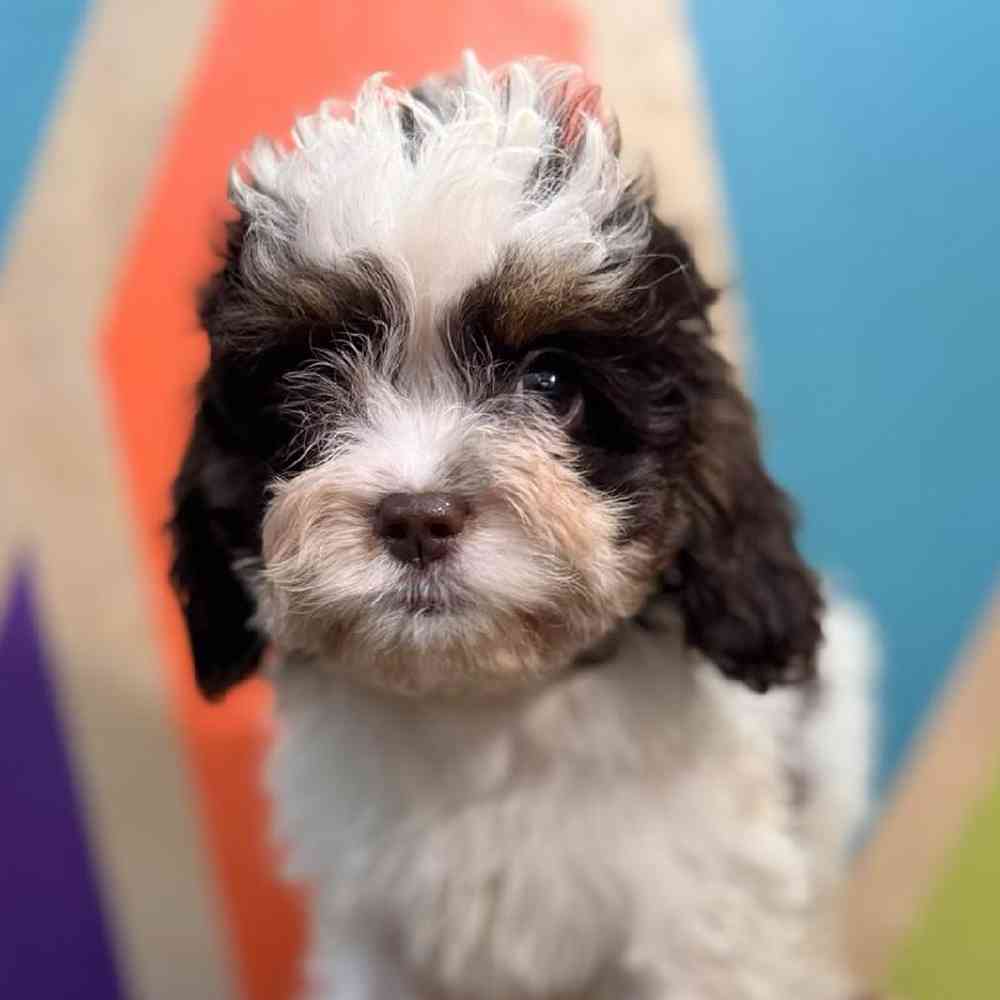 Image of a pet breed in the gallery
