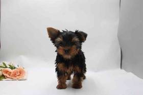 Yorkie