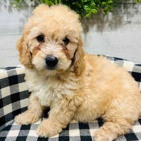 Mini Goldendoodle