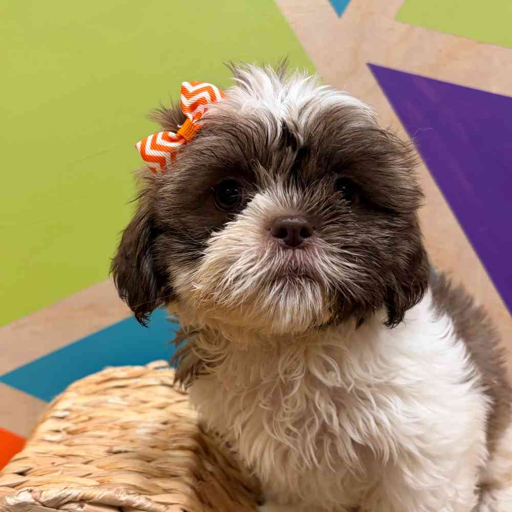 Image of a pet breed in the gallery
