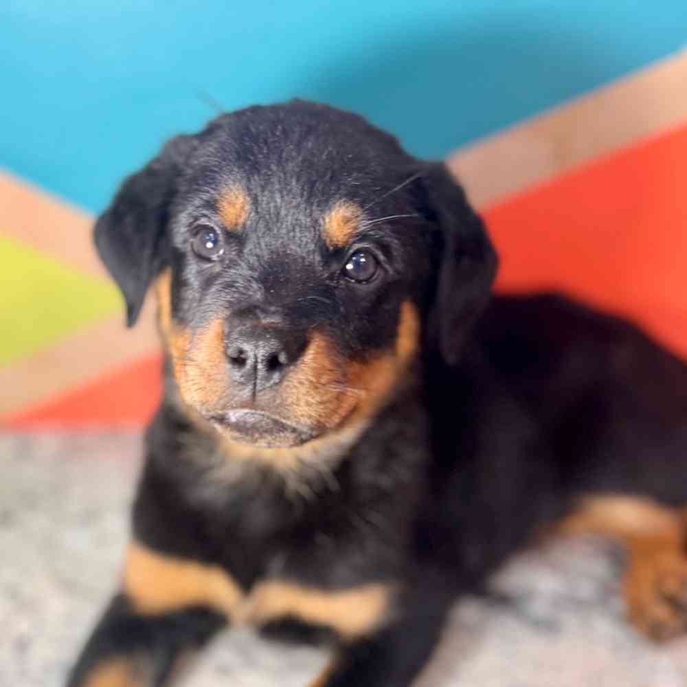 Image of a pet breed in the gallery