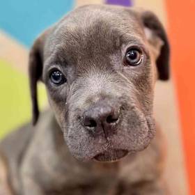 Cane Corso