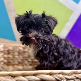 Yorkie