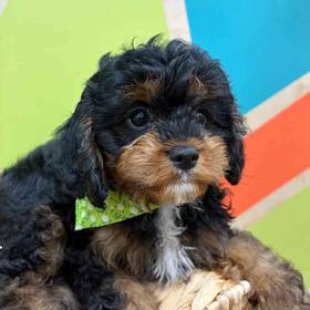Cavapoo