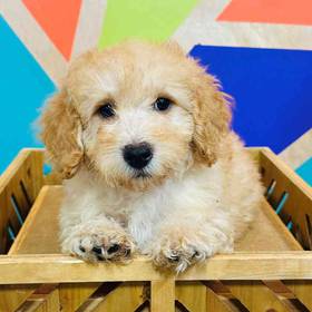 BichonPoo