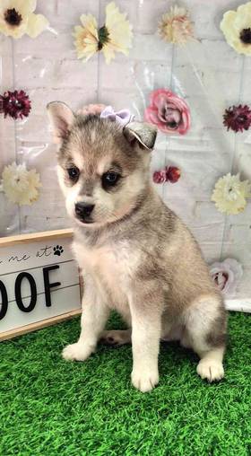 Alaskan Klee Kai