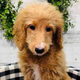 Goldendoodle