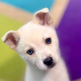 Alaskan Klee Kai